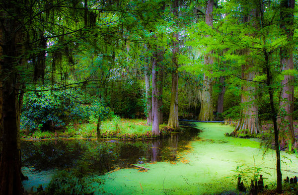 Dreamy Plantation swamp landscape...