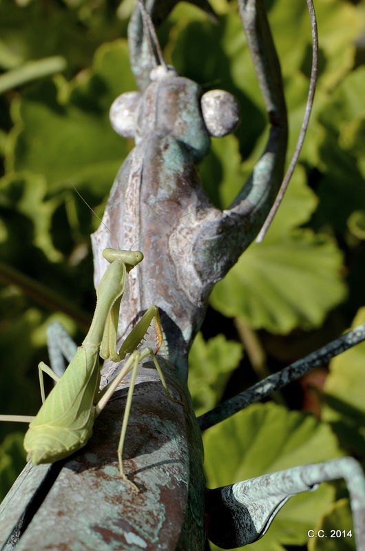 Mantis Garden art...