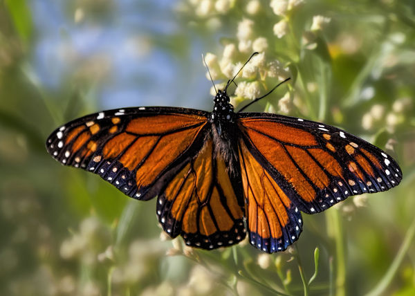 Monarch on Dauphin Island wildflowers...
