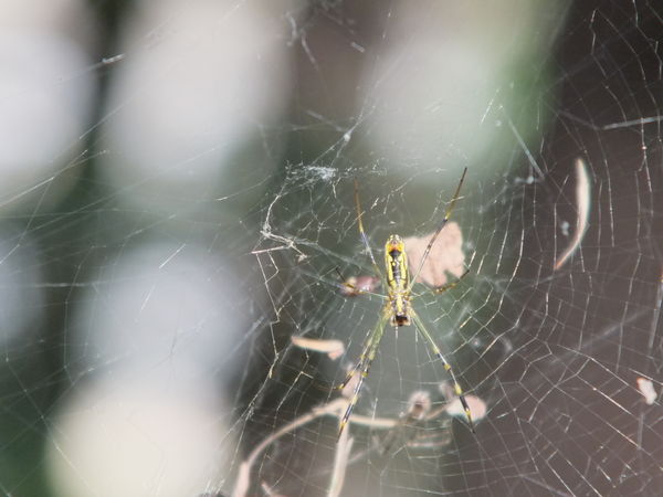 Original shot of spider...