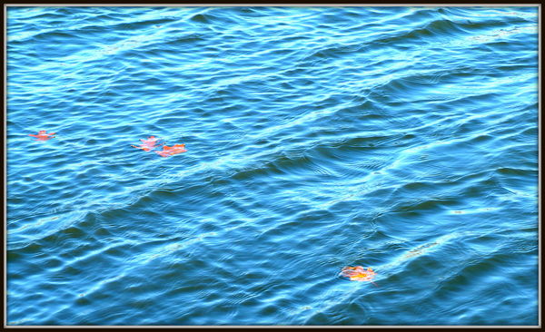 these leaves were just hanging out on the water...