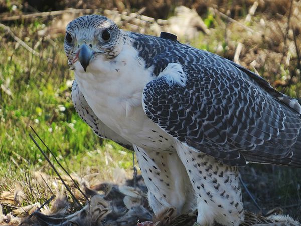 SX50 Falcon After the Hunt: This guy was protecting his prey after a ...