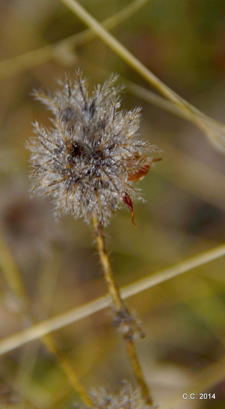 A dried wildflower holding onto the rain...