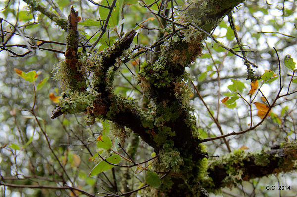 Oak tree filled with an assortment of lichen and m...