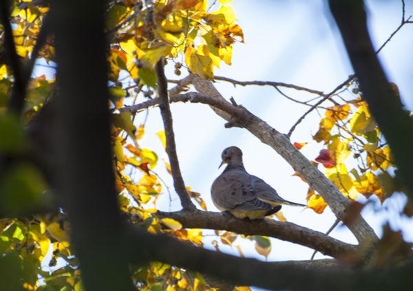 Dove in a tree...