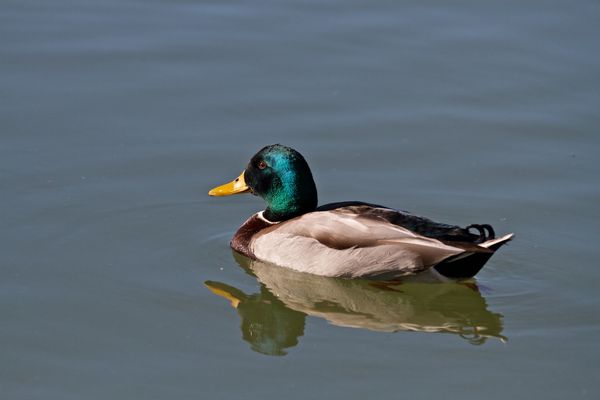 Mallard Duck...