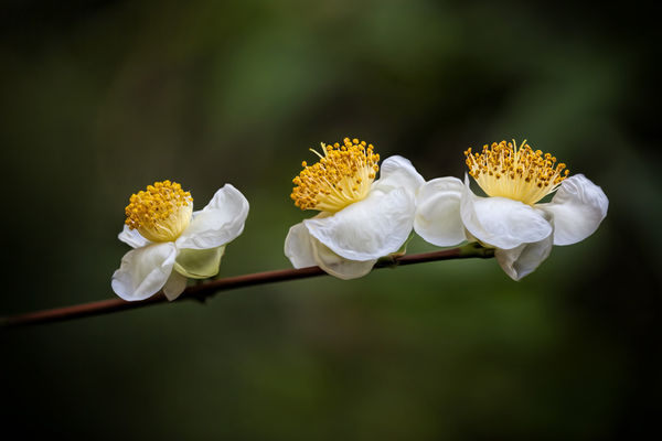 Blooms of the Tea Camellia. Tea is made from the l...