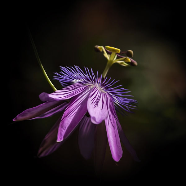 Passion Flower "Lavender Lady"...