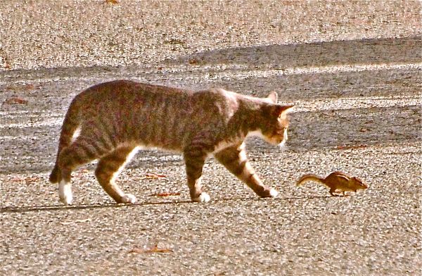 #1. Cat chasing Chip Munk - ISO 640 1/4000sec....