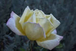 California end-of-season yellow rose...