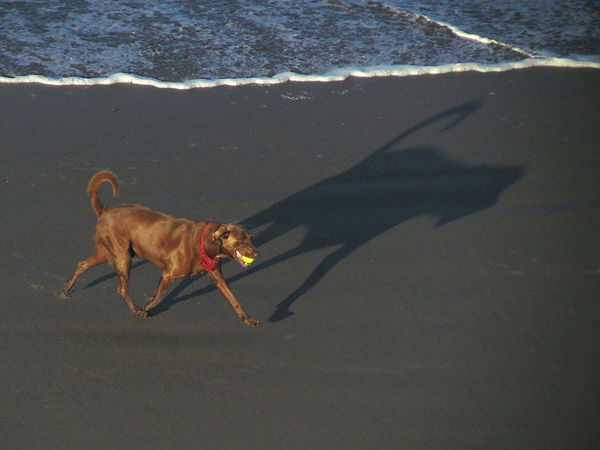 Surf doggie -  He would NOT drop the ball!...