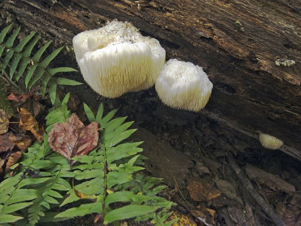Tooth fungus...