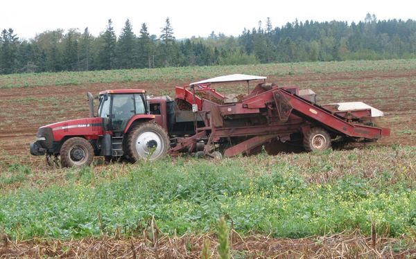 Potatoes harvest machine to truck transport...
