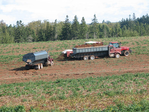 Switching transport trucks in potato harvest....