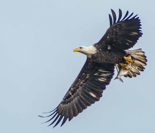 Juvenile Eagle...