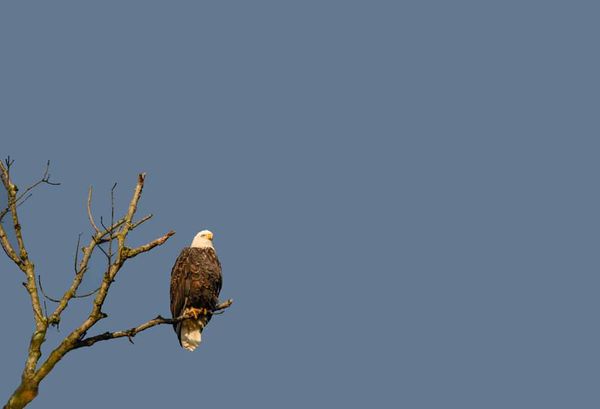 Eagle on a Stick...