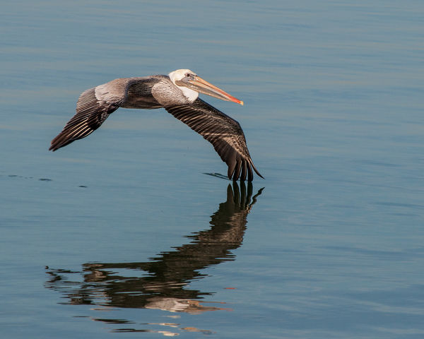 Pelican in flight at Point Isabel, CA...