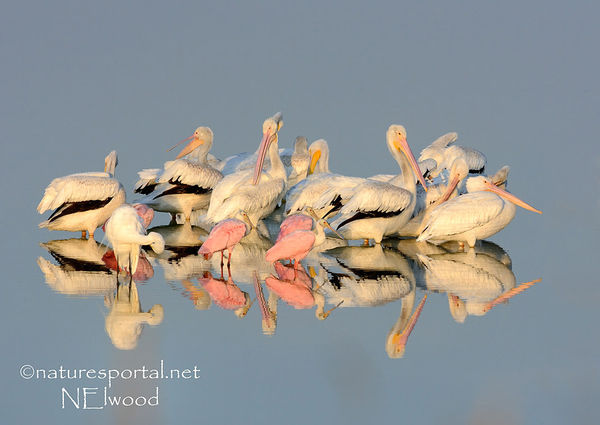 White Pelicans and Roseate Spoonbills Reflection...