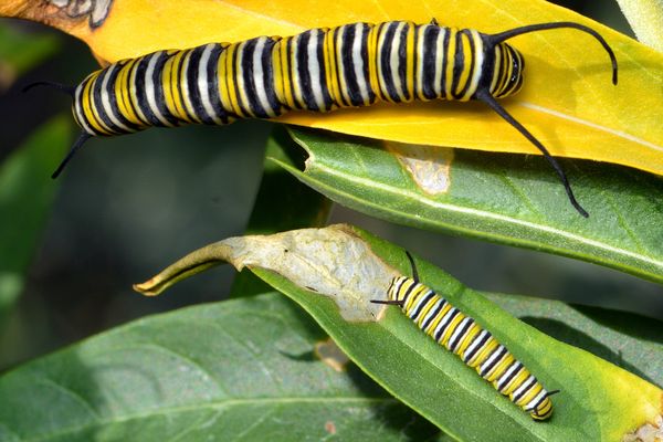 Monarch caterpillars, fifth instar & third instar...