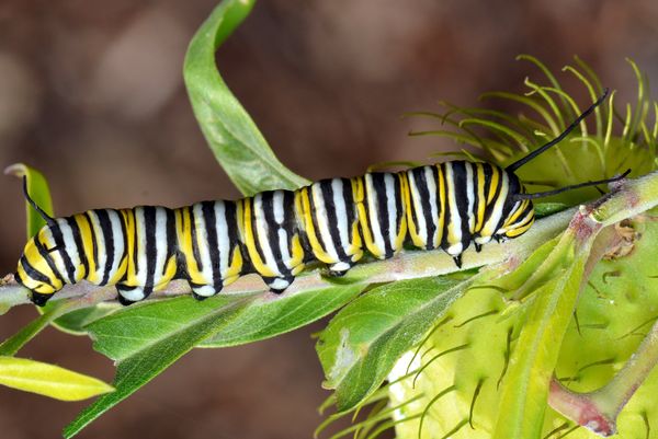 Fifth instar Monarch caterpillar...