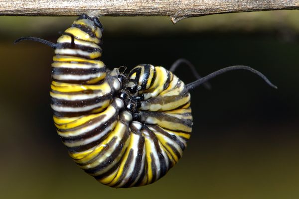 Fifth instar Monarch caterpillar, attached by only...