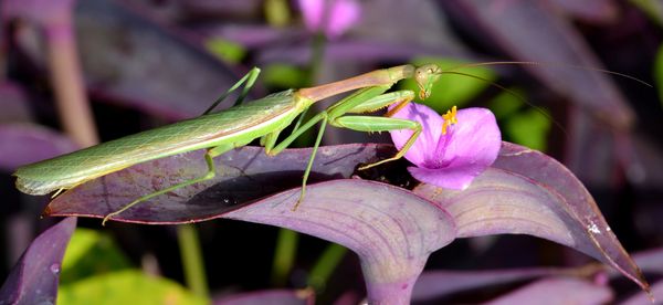 A mature female mantid, most likely a California M...
