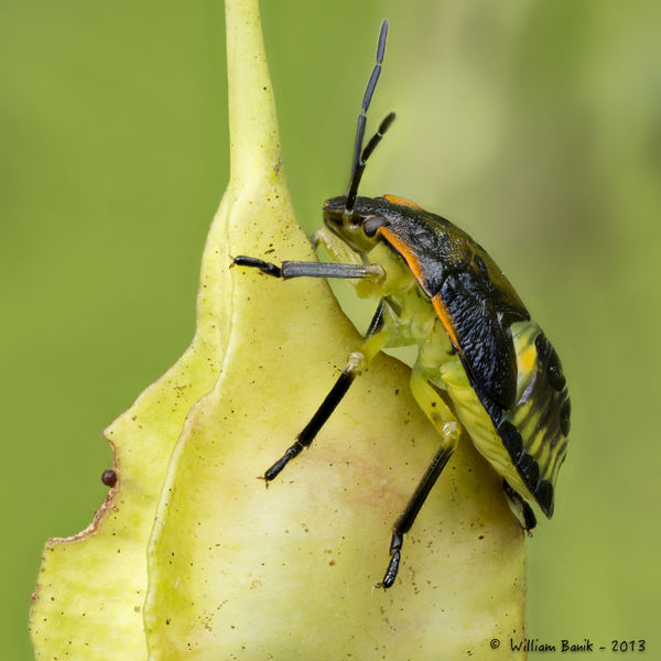 True Bug Nymph on Sennabean (Sesbania drummondii) ...