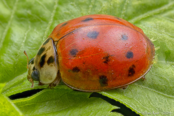 My Old Friends - The Lady Bug and Field Stacking -...