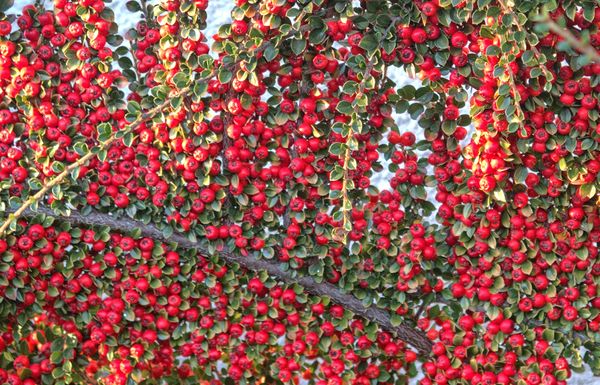 Cotoneaster...
