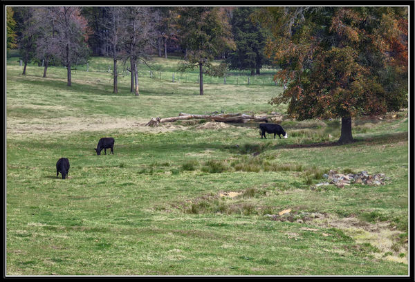 Wednesday, 11/5 - Grazing cows and winding creek...