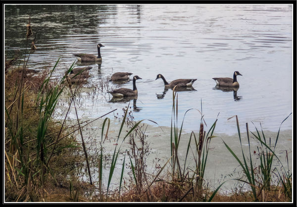 Sunday, 11/9 - Canada Geese at Golf Course...