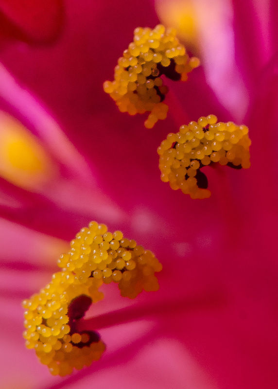 Hibiscus pollen...