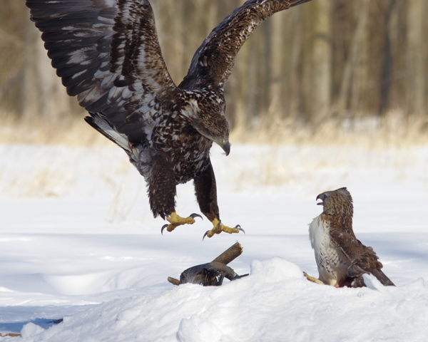 eagle vs red-tailed hawk...