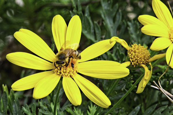Western Honey Bee...