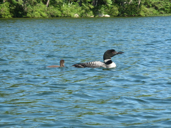 Loon with young...