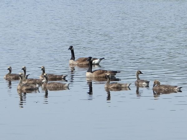 Geese on Pemaquid Lake...