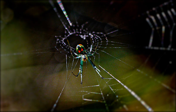 Tinsy weensy spider...