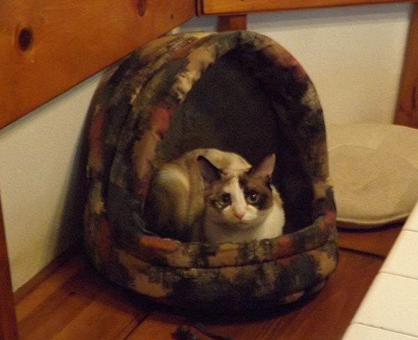 Our cat Sheba enjoying her new cat bed...