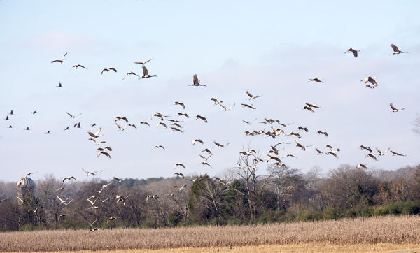 Sandhill Cranes In Flight: Went to the wildlife refuge off the ...