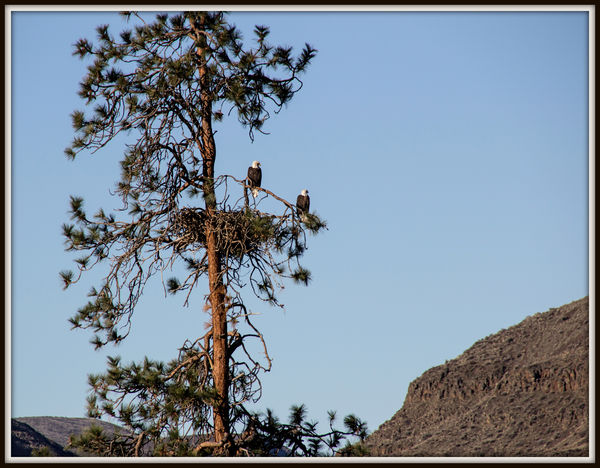 4. The nesting eagle pair. They were in exactly th...