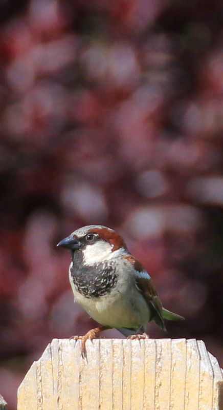 Sparrow on a Fence...