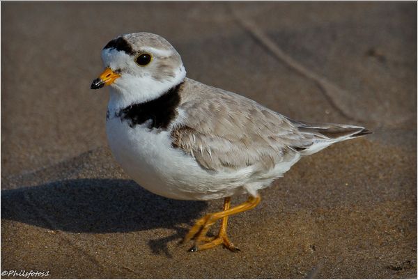 piping plover...