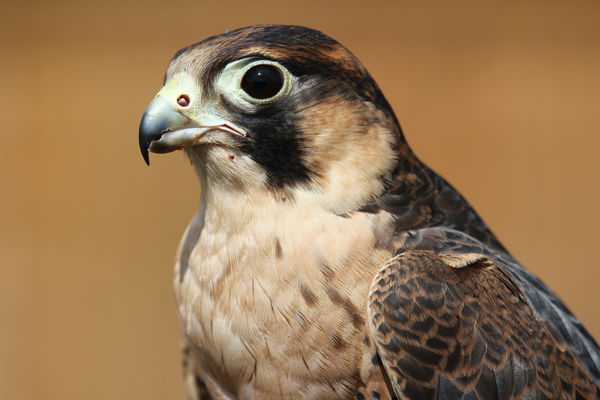 Barbary Falcon...