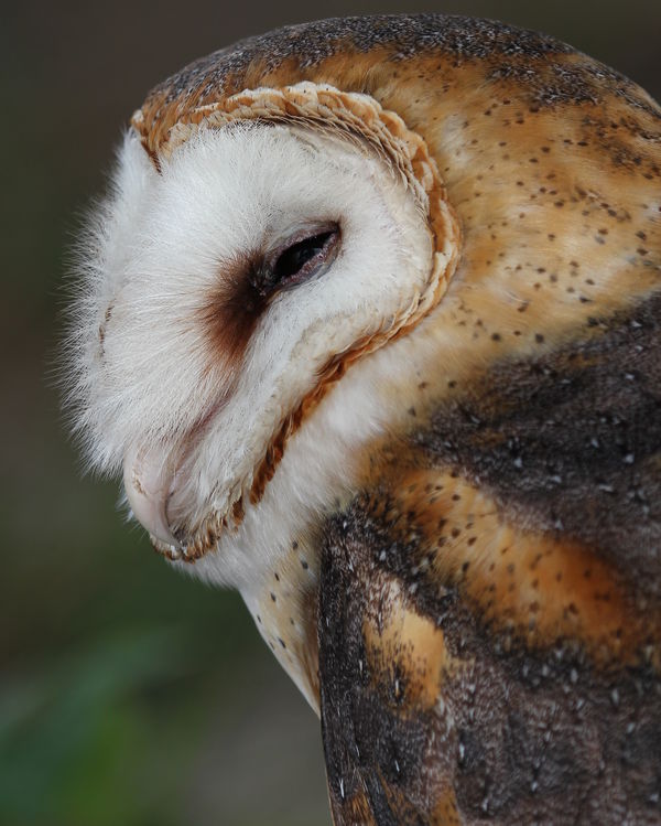 Sleepy Barn Owl...