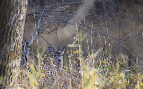 female deer during hunting season...