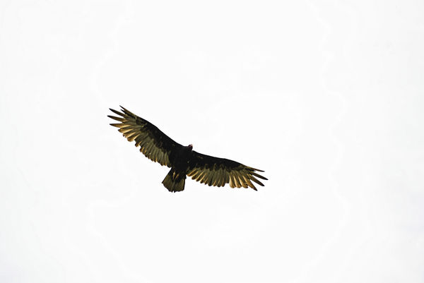 Turkey Vulture...