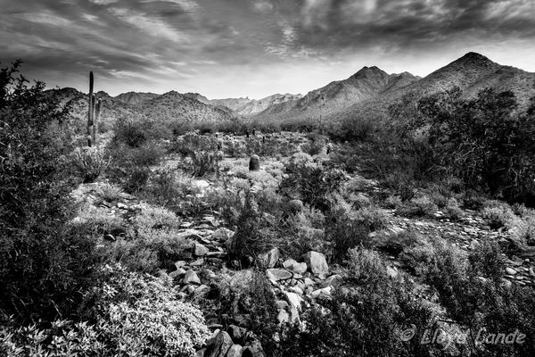 Arizona Desert & McDowell Mountains BW...