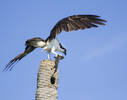 Osprey Lands with Lunch...