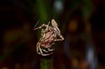 Spider Embrace (male in upper right, the rest is t...