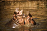 Loving Hippos. Taken in Kenya, Africa...